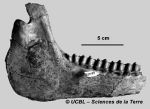 Fossil Anchiterium gefunden 1825 in Frankreich